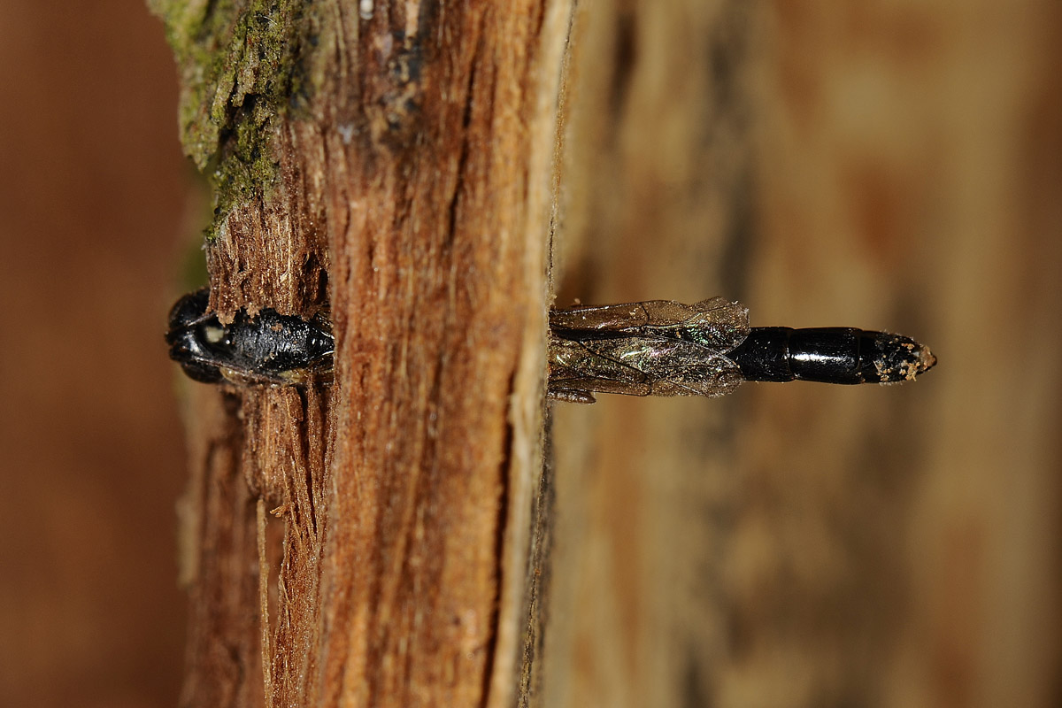 Cephidae, anzi no, Ichneumonidae